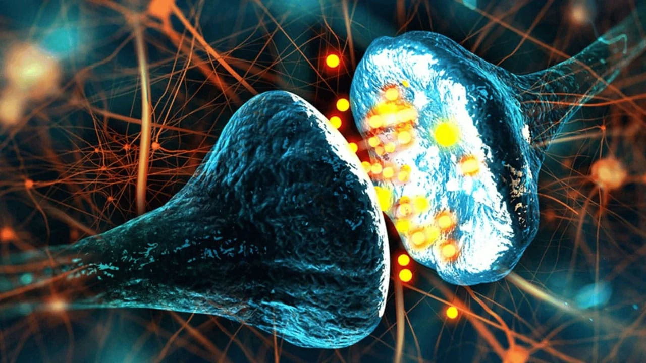 Dopamine et leadership : la biologie de la récompense chez le dirigeant